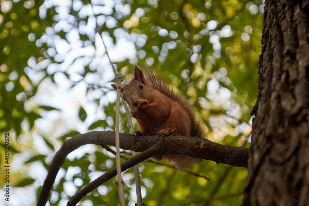 A fluffy little squirrel rodent on a tree trunk feeder bank holds a nut in its paws and eats a blurry background A fluffy little squirrel rodent on a tree trunk feeder bank holds a nut in its paws and eats a blurry background