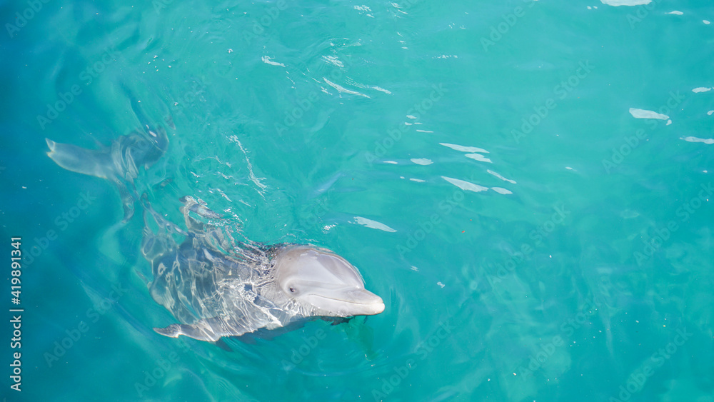 dolphin in the water