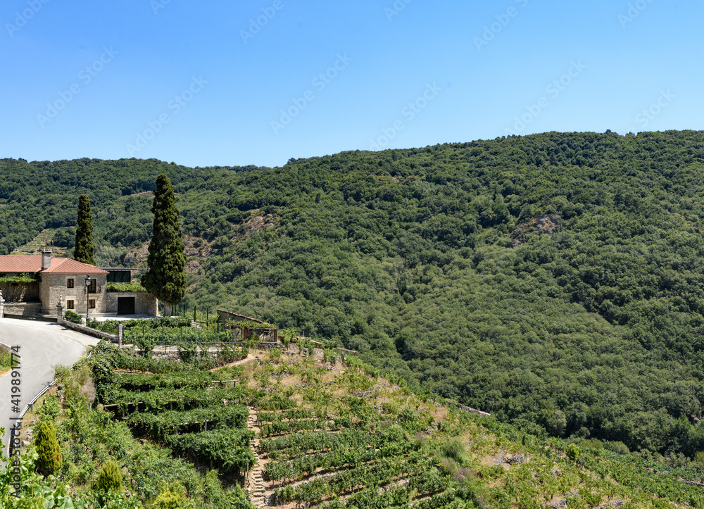 vineyards in the Ribera Sacra of Galicia in the middle of a clear blue sky canyon