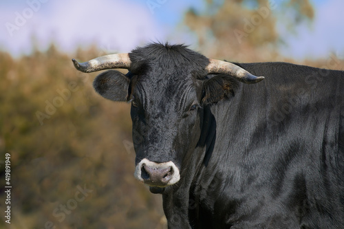 Spanish fighting bull of black color on green background