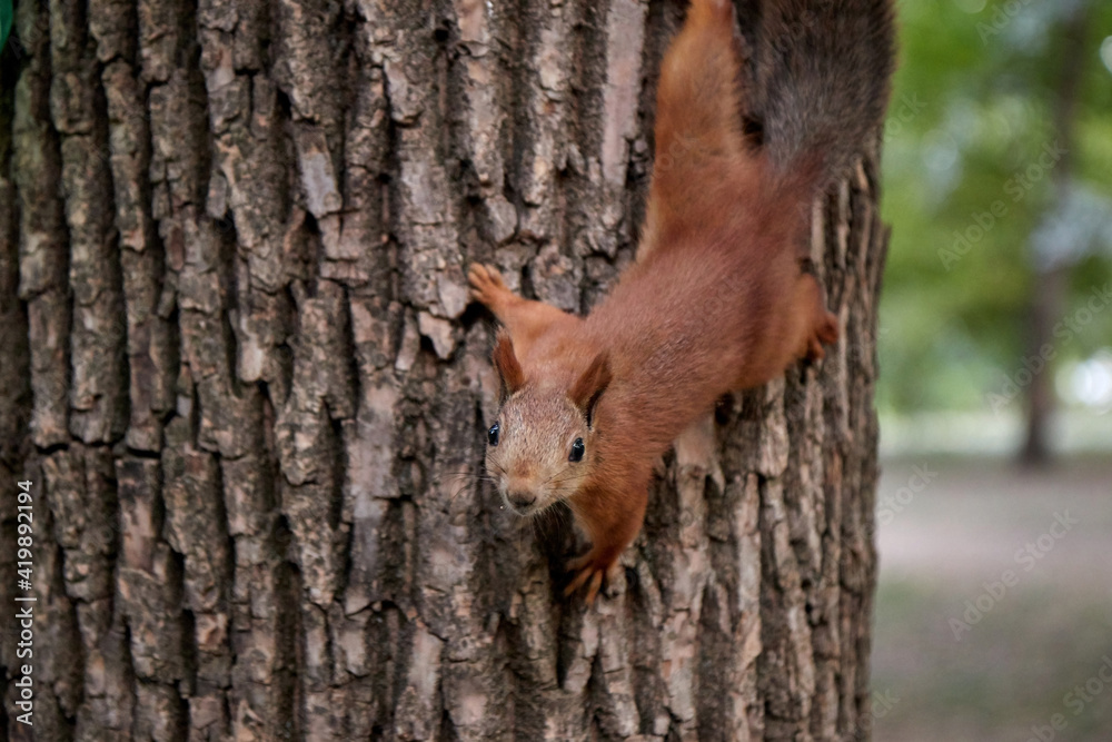 A fluffy little squirrel rodent on a tree trunk feeder bank holds a nut in its paws and eats a blurry background