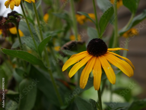 gelbe Blume photo