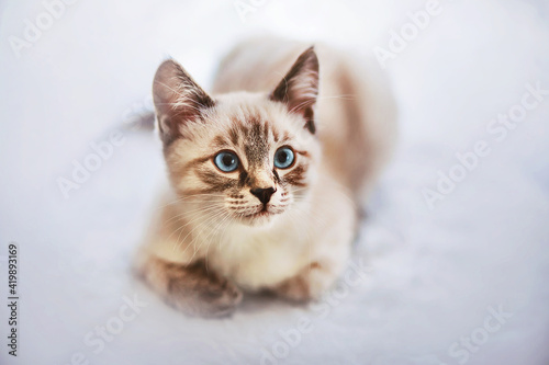 Cute playful striped Thai kitten with blue eyes walks on a snowy day. A pet.