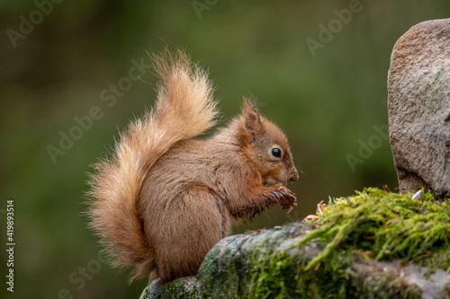 Adult red squirrel in Yorkshire England. Snaizholme Trail Red Squirrels near Hawes in the Yorkshire Dales