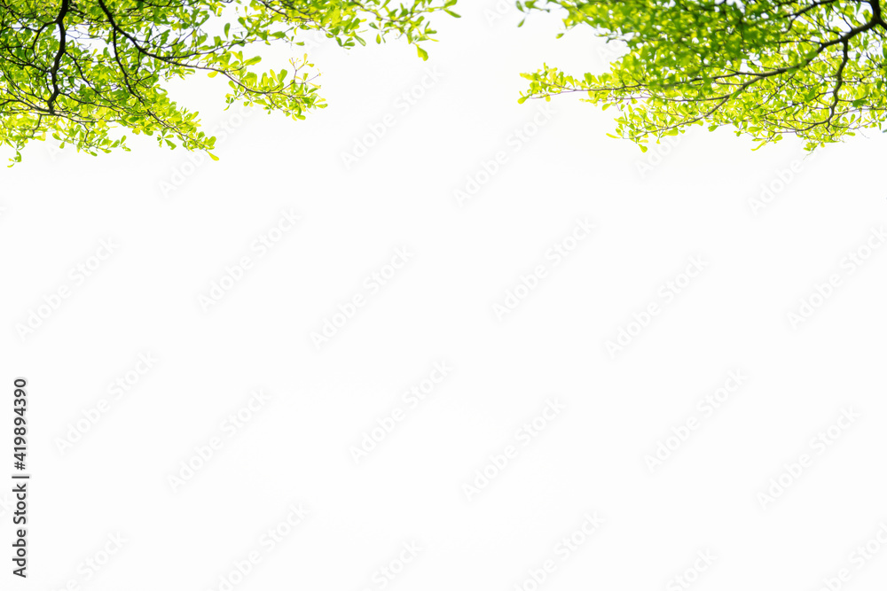 Nature of green leaf in garden at summer. Natural green leaves plants using as spring background cover page greenery environment ecology wallpaper Nature of green leaf in garden at summer. Natural green leaves plants using as spring background cover page greenery environment ecology wallpaper