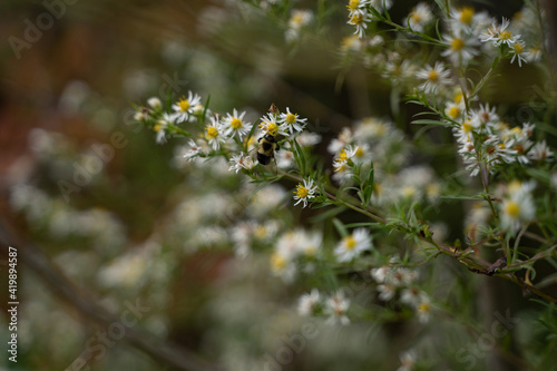 A bee with white flowers