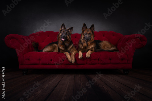 Schäferhunde