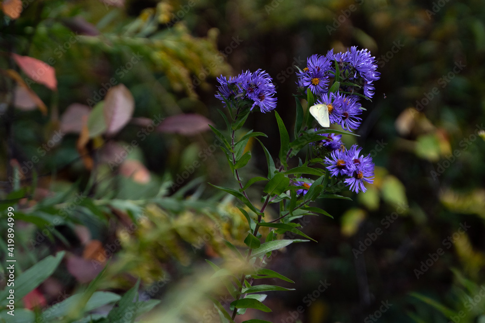 Fototapeta premium A butterfly on purple flowers