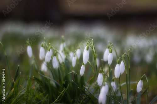 Blumenwiese