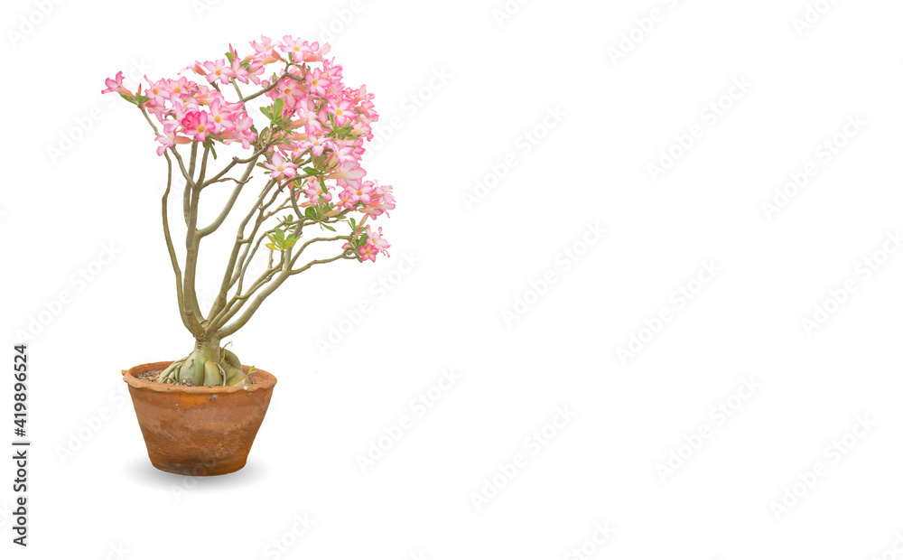 Impala lily Impala lily