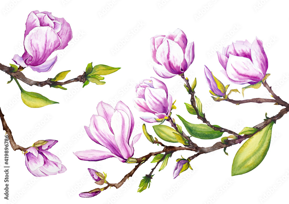 Fototapeta premium Magnolia branch with flowers. Watercolor illustration on white background.