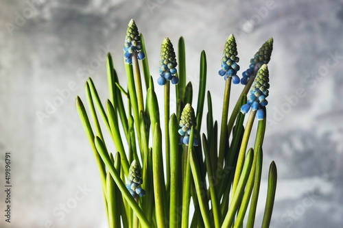 Potted Muscari or grape hyacinth plant.