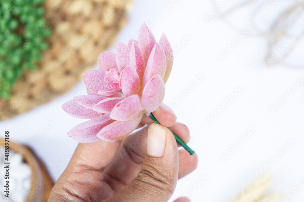 hand holding a beautiful Mini Cactus Succulents flat lay nature artistic vintage on a blurry artistic natural bright white background hand holding a beautiful Mini Cactus Succulents flat lay nature artistic vintage on a blurry artistic natural bright white background