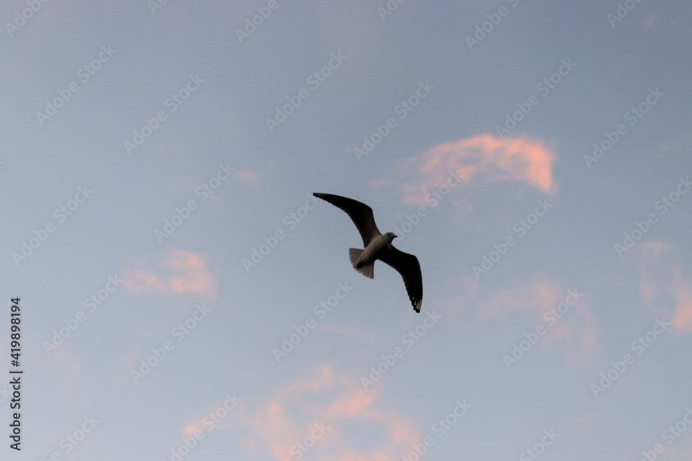 eagle in flight