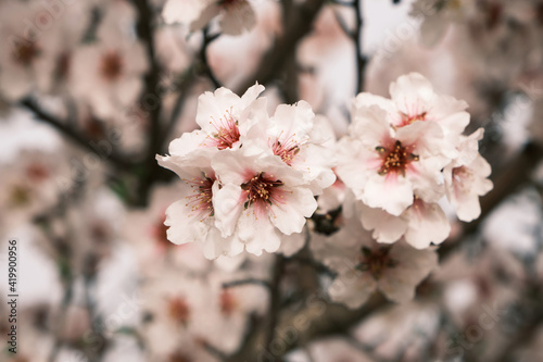 Almond tree blossoms © Azahara MarcosDeLeon