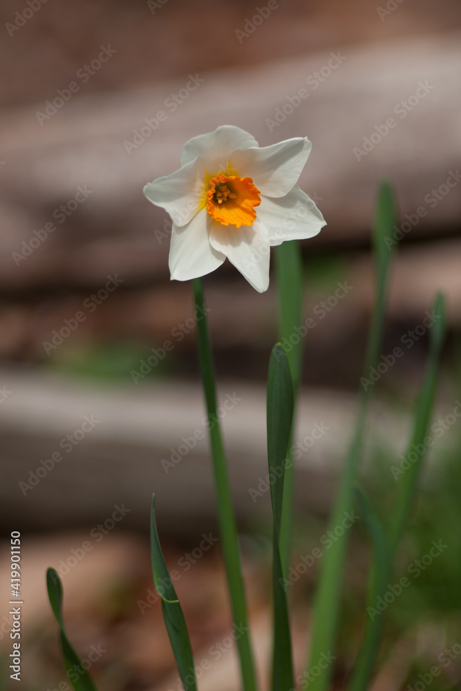 White and yellow daffodil flower blossom on a sunny spring day