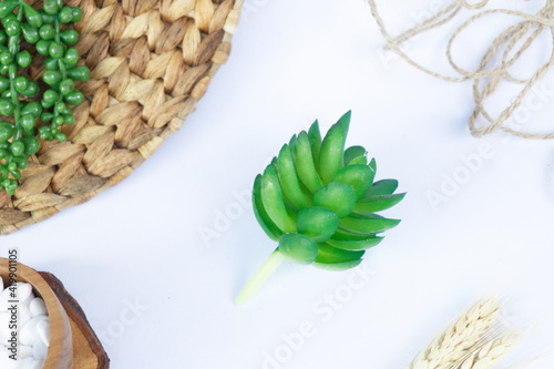 Beautiful Mini Cactus Succulents flat lay nature artistic vintage on a blurry artistic natural bright white background