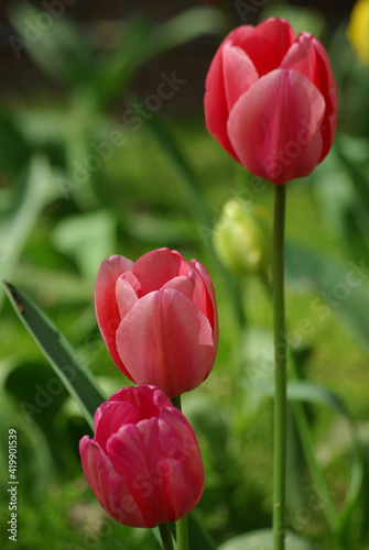 Tulipes roses au printemps