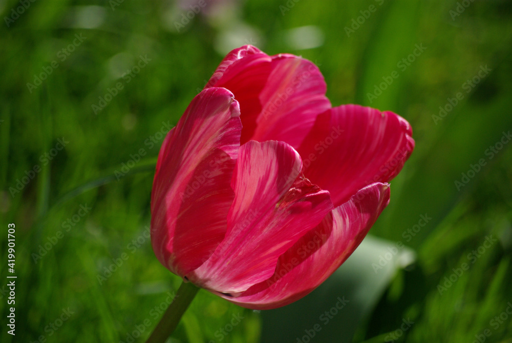 Tulipe rose au jardin au printemps Tulipe rose au jardin au printemps