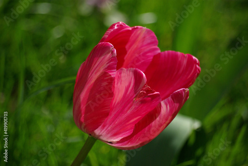 Tulipe rose au jardin au printemps
