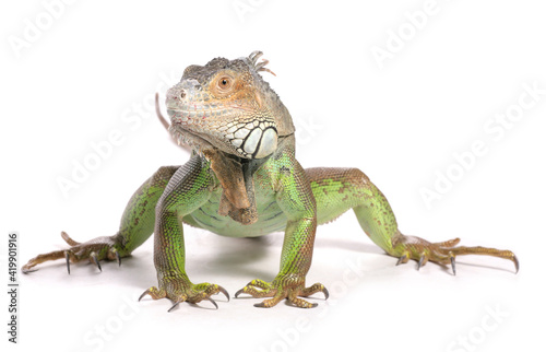 Green Iguana © Chris Brignell