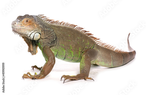 Green Iguana © Chris Brignell