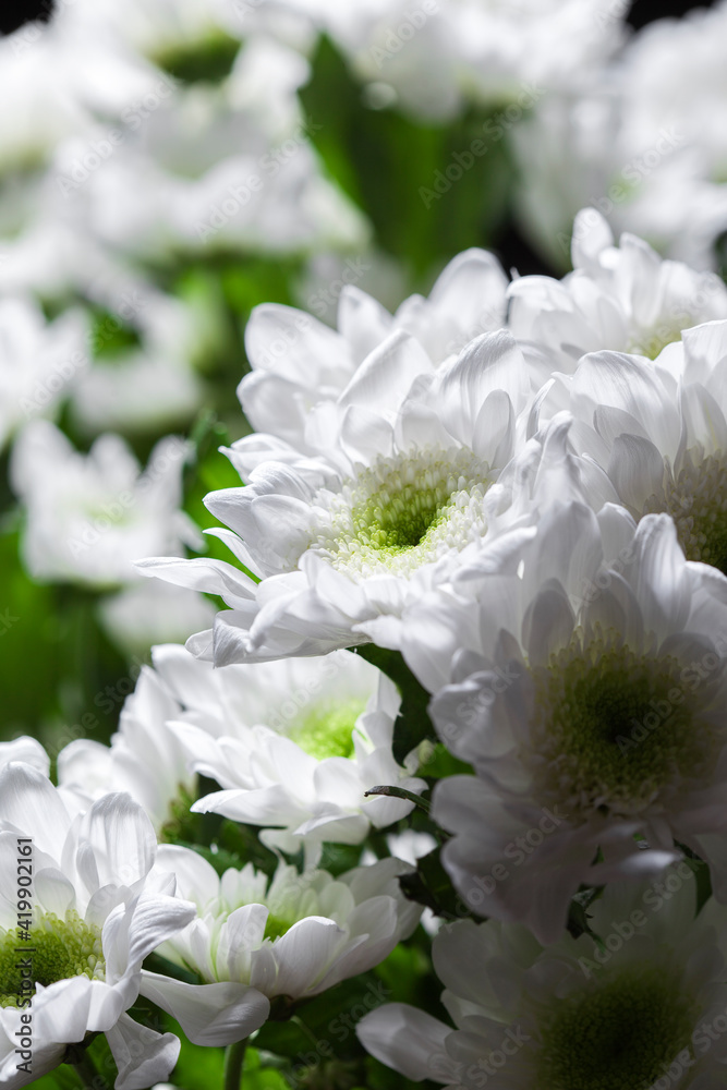 white chrysanthemum flowers, bunch of cut natural flowers, close-up white chrysanthemum flowers, bunch of cut natural flowers, close-up