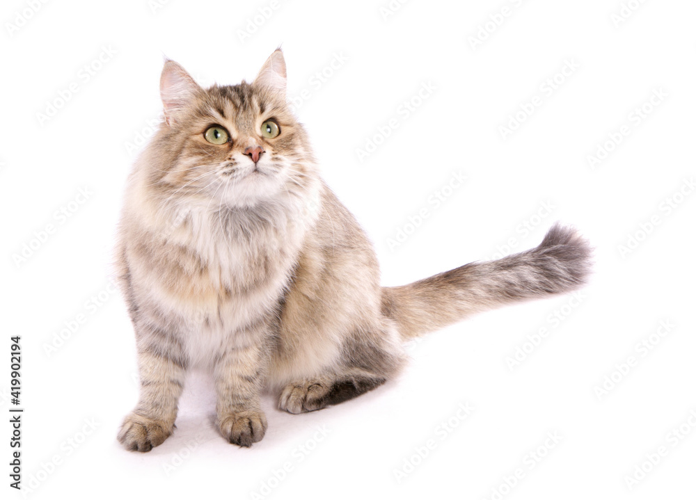 Brown tortoiseshell Siberian Cat