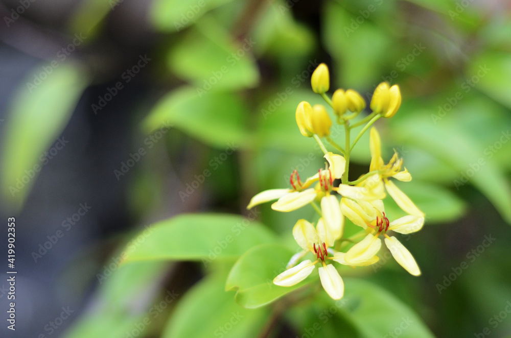 flowers from Tristellateia australasiae A. Rich aka Maiden's Jealousy, Galphimia Vine, Golden Rod, Australian Gold Vine. close-up with selective focus and blurred background flowers from Tristellateia australasiae A. Rich aka Maiden's Jealousy, Galphimia Vine, Golden Rod, Australian Gold Vine. close-up with selective focus and blurred background