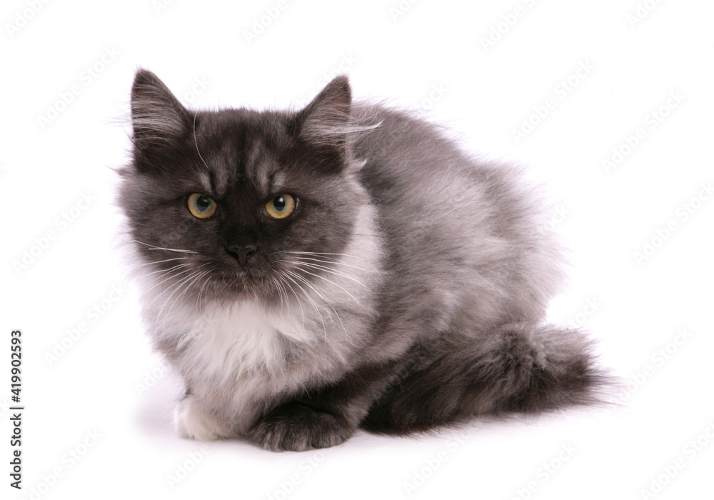 Black smoke and white Siberian kitten Black smoke and white Siberian kitten