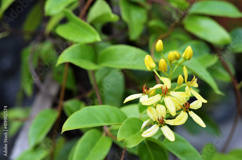 flowers from Tristellateia australasiae A. Rich aka Maiden's Jealousy, Galphimia Vine, Golden Rod, Australian Gold Vine. close-up with selective focus and blurred background photo