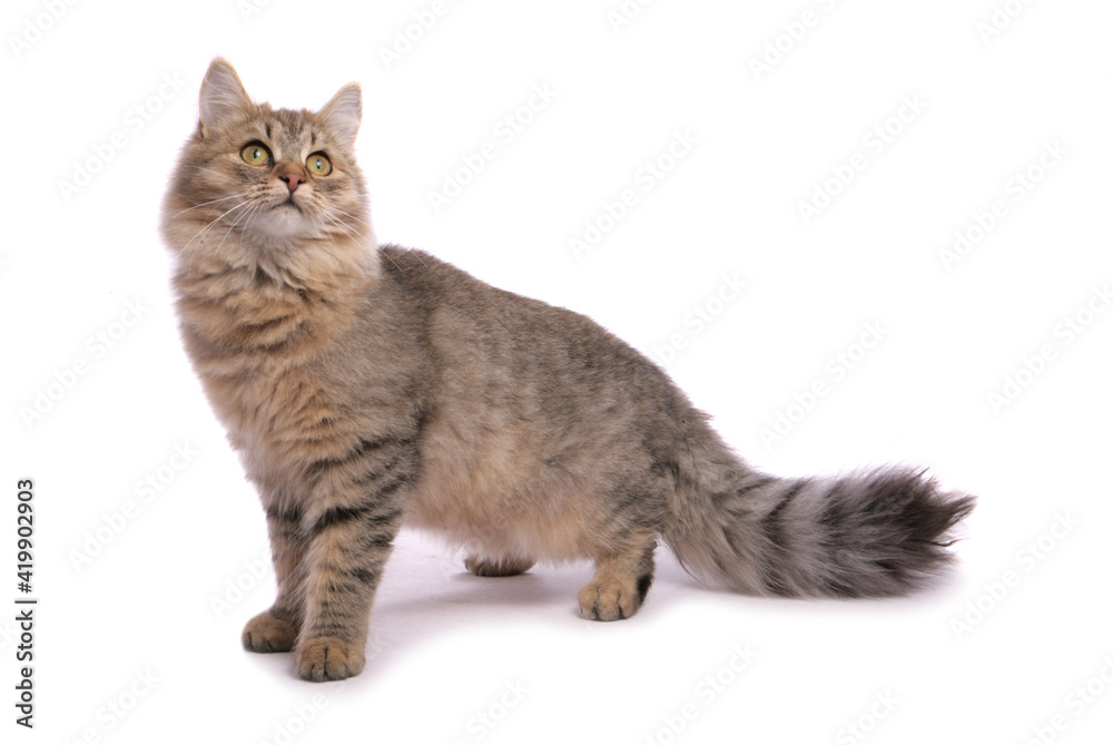 Obraz premium Brown tabby Siberian Cat