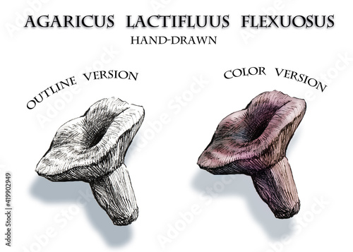 Agaricus lactifluus flexuosus drawing in two versions photo