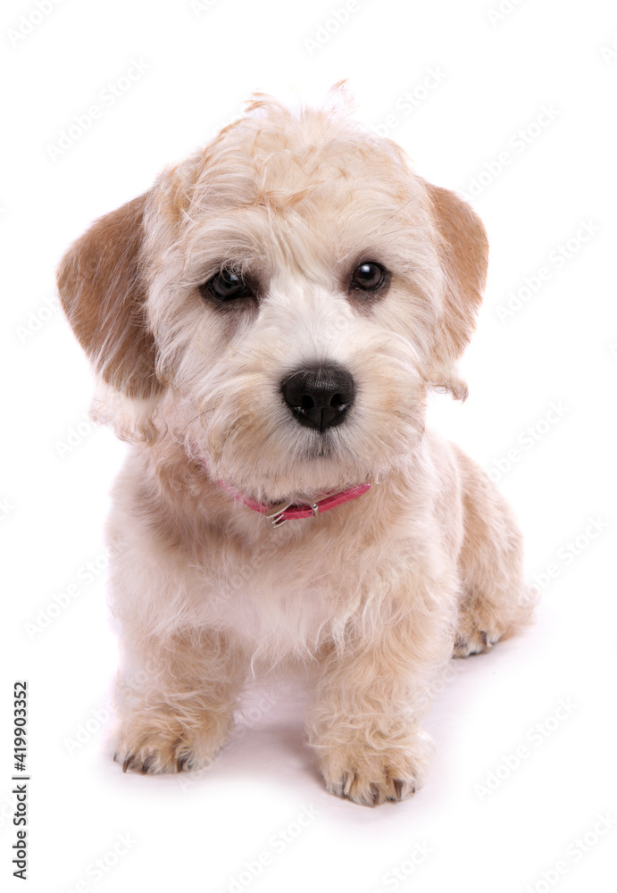 Dandie dinmont terrier