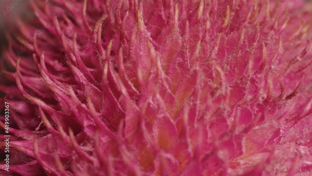 Macro slide shot, a thorny pink plant with hairs adhering to it. Macro slide shot, a thorny pink plant with hairs adhering to it.