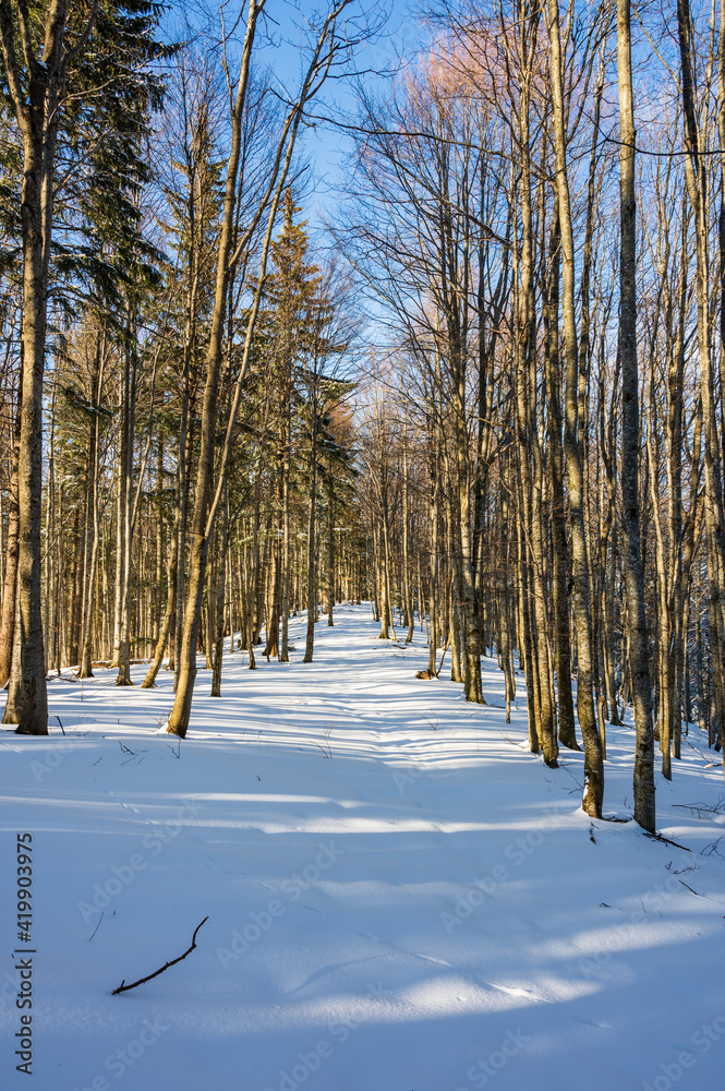 Snowy forest trail in Romanian Carpathian mountains in winter