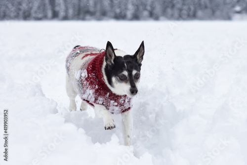 Adorable Little Toy Fox Terrier Dog playing in a snow