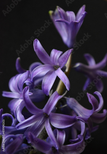 purple hyacinth flower isolated on a black   minimal   floral arrangement 