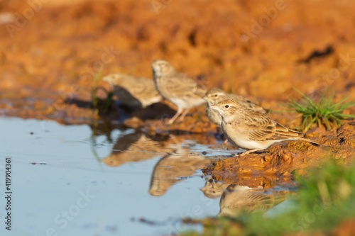 Greater short-toed lark (Calandrella brachydactyla), light brown birds on the pond photo
