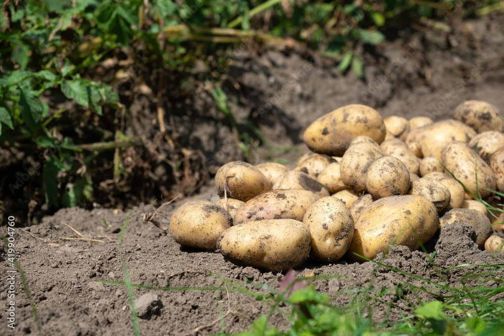 Pile of newly harvested potatoes - Solanum tuberosum on field. Harvesting potato roots from soil in homemade garden. Organic farming, healthy food, BIO viands, back to nature concept. Pile of newly harvested potatoes - Solanum tuberosum on field. Harvesting potato roots from soil in homemade garden. Organic farming, healthy food, BIO viands, back to nature concept.