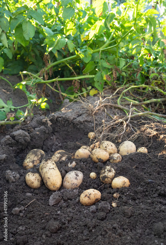 Pile of newly harvested potatoes - Solanum tuberosum on field. Harvesting potato roots from soil in homemade garden. Organic farming, healthy food, BIO viands, back to nature concept.