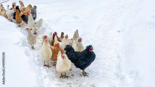 A group or flock of white colored leghorn and black cock crossbred free range egg laying hen chickens with white snow in the background on a rural farm in the winter season. Chicken farm concept.