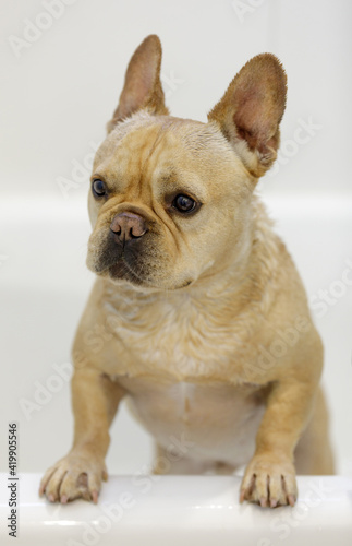 Sad Wet Clean Frenchie Ready to Come out of Bathtub © Yuval Helfman