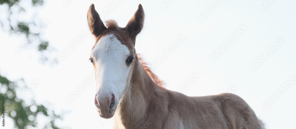 Bald face foal horse banner with closeup of baby farm animal isolated on sky background.