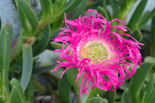 pink and yellow dahlia