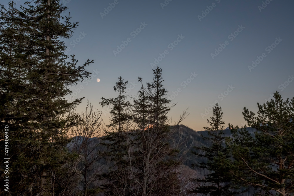 Night is falling onto Tatra National Park, Poland. The moon is rising over high peaks and coniferous trees. Selective focus on the flora, blurred background.