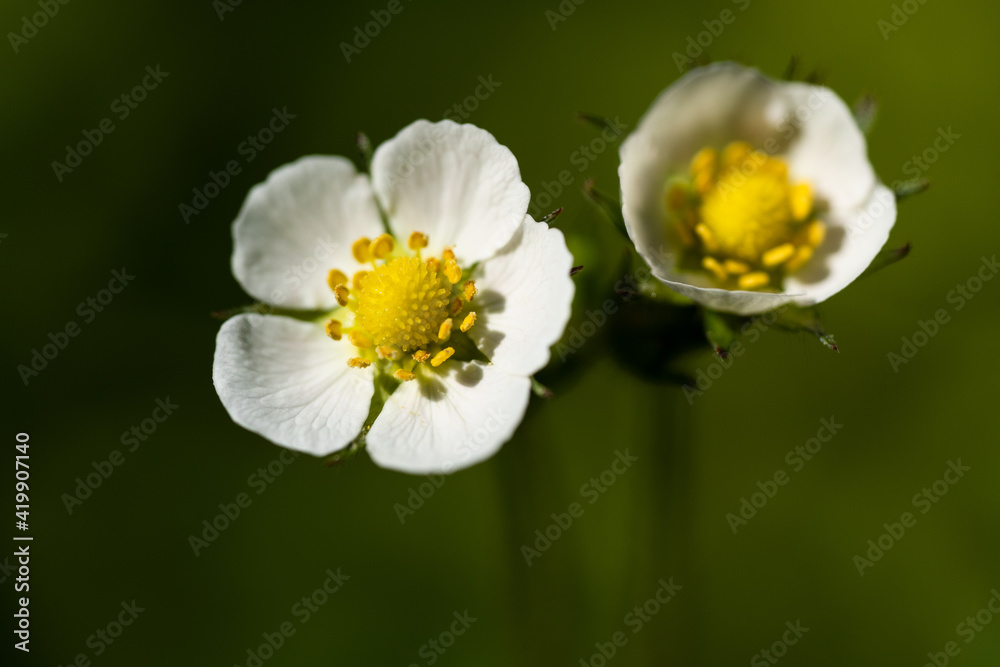 Obraz premium Erdbeerblüten