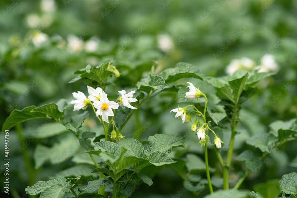 White flower of blooming potato plant. Beautiful white and yellow flowers of Solanum tuberosum in bloom growing in homemade garden. Close up. Organic farming, healthy food, BIO viands, back to nature. White flower of blooming potato plant. Beautiful white and yellow flowers of Solanum tuberosum in bloom growing in homemade garden. Close up. Organic farming, healthy food, BIO viands, back to nature.