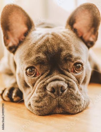 french bulldog puppy © Mariola.fot