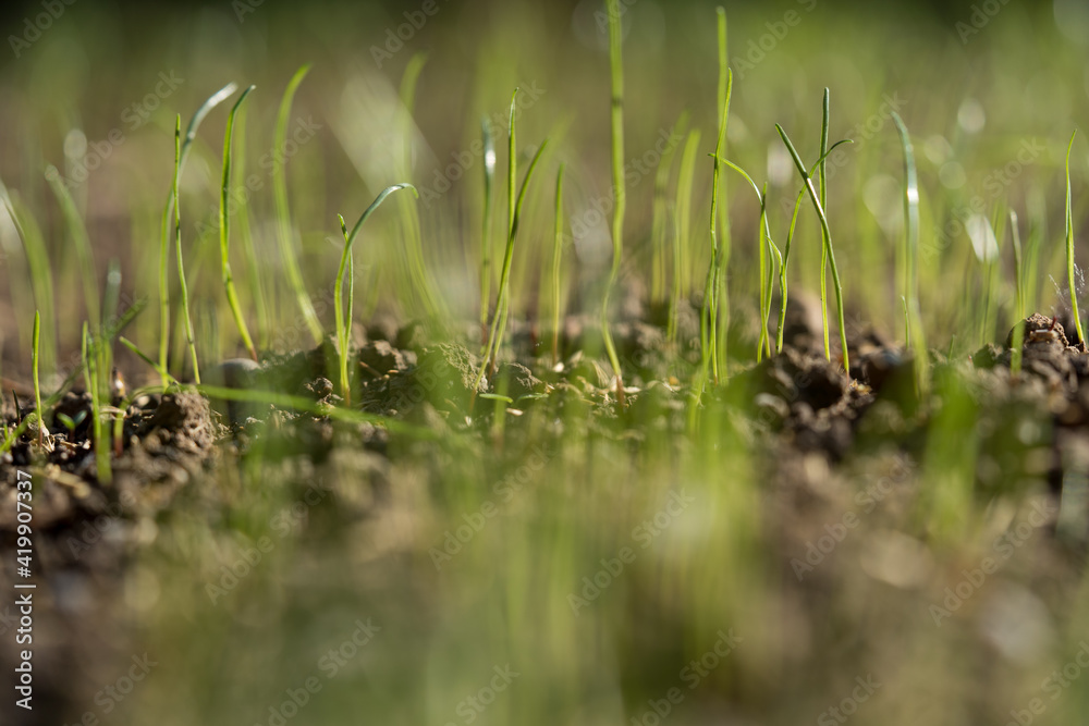 frisches Gras
frisches Gras